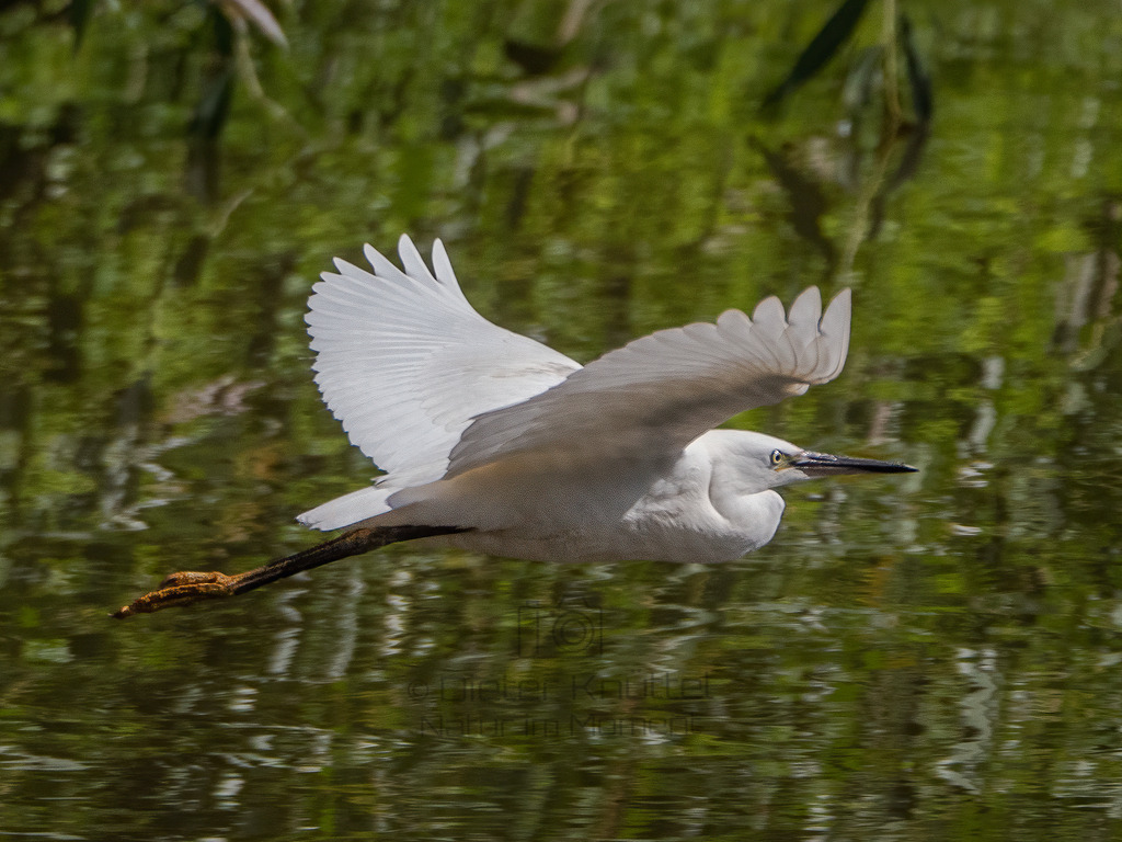 P1477341-Bearbeitet-2020-LR | Natur im Moment - Realisiert mit Pictrs.com