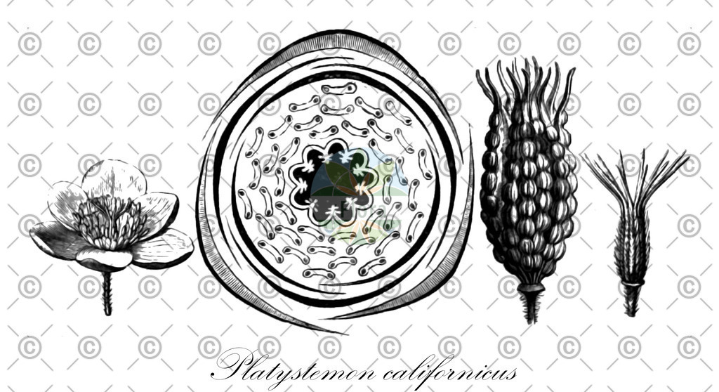 HistAbb_wfo-0001090368_1_ENZY_Simple | Historische Abbildung von Platystemon californicus - Papaveraceae | Historical Illustration of Platystemon californicus - Papaveraceae
