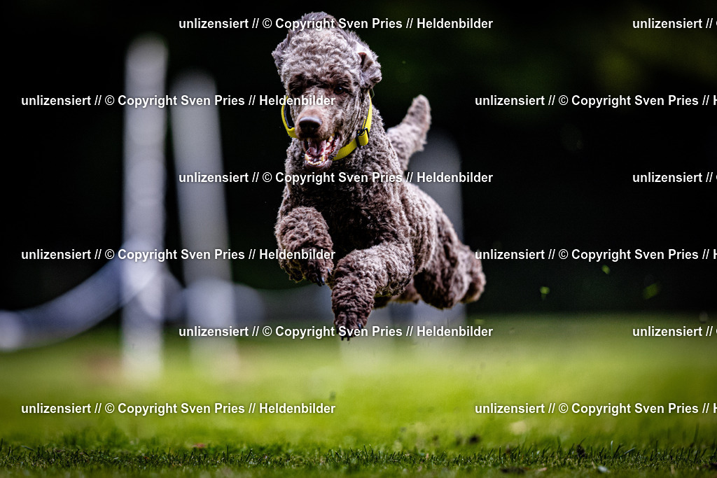 Sven Pries | 2025-10-03 - Hunderennen Obergrombach - Realisiert mit Pictrs.com