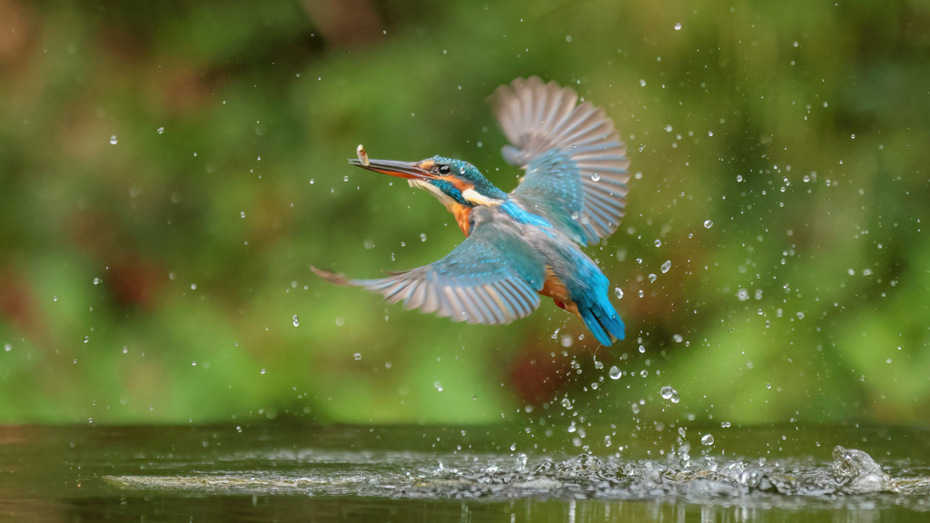 Wandbild: Eisvogel mit Fisch im Flug | Dieses faszinierende Wandbild zeigt einen Eisvogel, der gerade aus dem Wasser aufsteigt, einen kleinen Fisch fest in seinem Schnabel haltend. Die Szene ist eingefangen im Moment des Triumphs, als Wassertröpfchen dynamisch um den Vogel herum spritzen, was die Energie und Schnelligkeit dieses Augenblicks betont. Der leuchtend blaue und orangefarbene Eisvogel kontrastiert eindrucksvoll mit dem grünen, verschwommenen Hintergrund, wodurch seine Farbenpracht besonders hervorgehoben wird. Diese atemberaubende Aufnahme vermittelt die Eleganz und Präzision des Eisvogels bei seiner Jagd und ist ein perfektes Kunstwerk für Naturliebhaber und Vogelbeobachter.