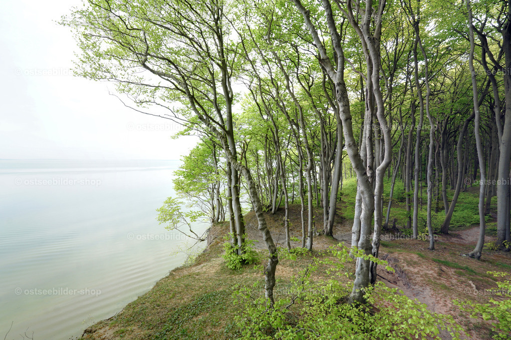 Wald am Boddenufer | Der Wald am Ufer des Jasmunder Boddens endet hier abrupt an der brüchigen Steilküste.