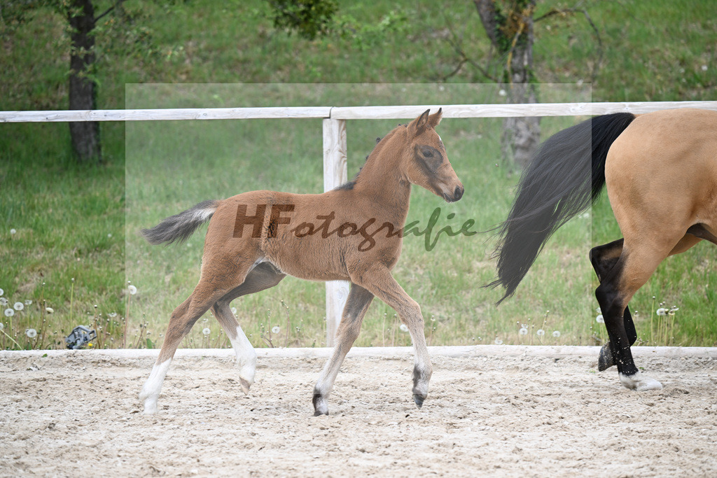 Kat-Nr. 31 SF Dallas County WE x Casino Royale K_Bentz_24260758 | hf-fotografie - Realisiert mit Pictrs.com