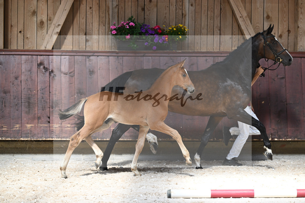Kat-Nr. 26 HF Chinchero x Coupie_Haarmann_32240173 | hf-fotografie - Realisiert mit Pictrs.com