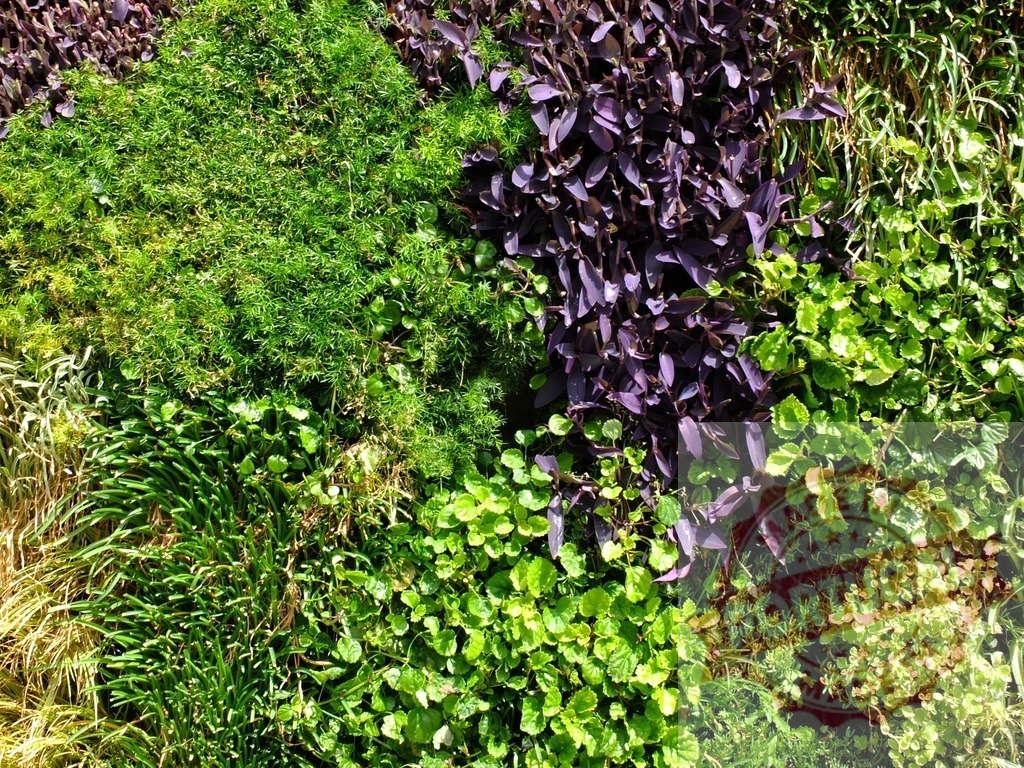 Green and purple plants forming a living vertical garden | Different plants creating a lush natural texture and pattern on a green wall - Realisiert mit Pictrs.com