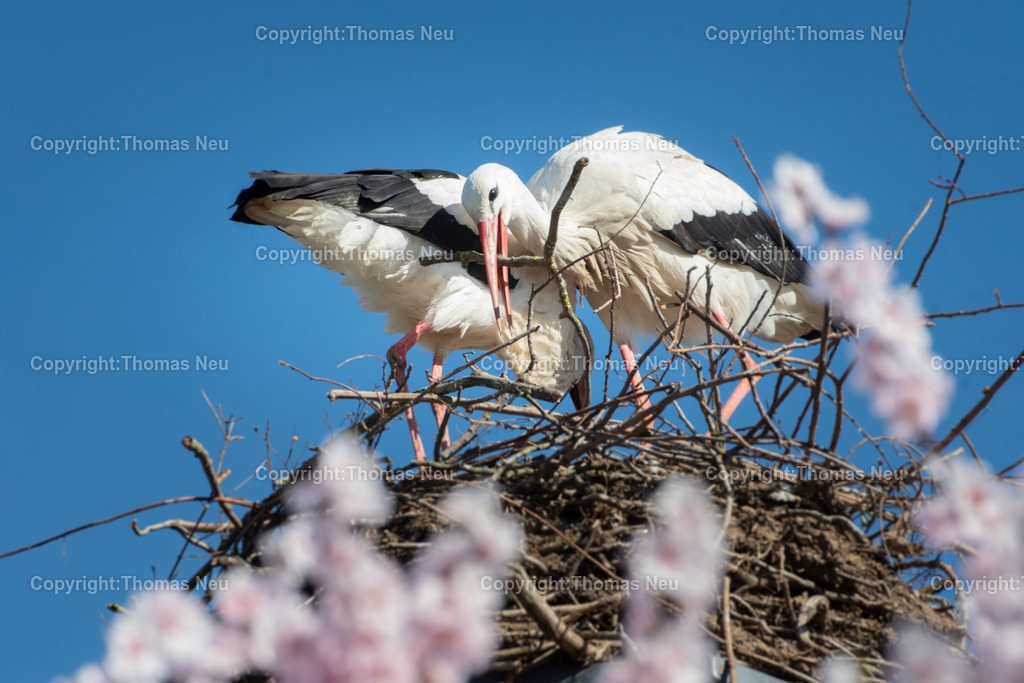 Storch_Nestbau-Storchenpaar-Fruehling_Bensheim-Fotografie-Thomas-Neu | Bensheim, Der Frühling ist da und die Störche sind dabei ihre Nester zu bauen oder zu "sanieren" wie hier in Bensheim am Berliner Ring, ,Bild: Thomas Neu