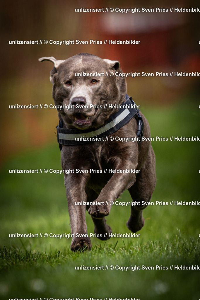 Sven Pries | 2025-04-13 - Hunderennen Baden-Baden - Realisiert mit Pictrs.com