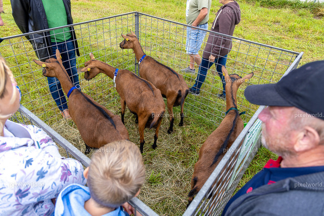 SchaZie Tag | Bildershop von pixelworld.at - Realisiert mit Pictrs.com