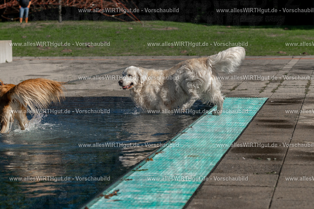 Hundeschwimmen_Volksbad_2026-allesWIRTHgut_Tierfotografie-2609061057-FAY06046 | Professionelle Tierfotografie in Mönchengladbach von Daniel Wirth (allesWIRTHgut). Liebevolle & natürliche Bilder von Hunden & Katzen für unvergessliche Erinnerungen.