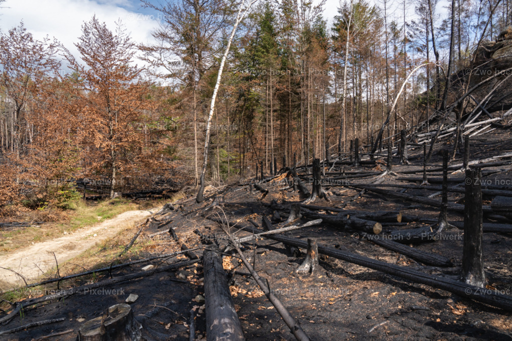 Rosssteig_Nahe_Katzenstein_Waldbrand_Baumstumpf_Hang | 2022-08-30_Waldbrandgebiete_1 - Realisiert mit Pictrs.com