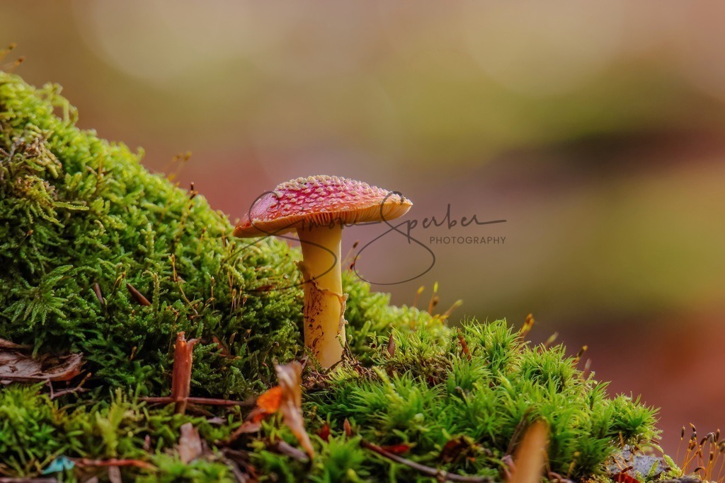 Fliegenpilz auf Moos | Simone Sperber, svb-photography,Fotografin,Bilddesignerin,Naturfotografie,Macrofotografie,Tierfotografie,Wildtierfotografie,Ausstellungen,Auftragsfotografie,Kunst,Art,Photographer,Shootings,Bildberatbeitung,Galerie,Shop