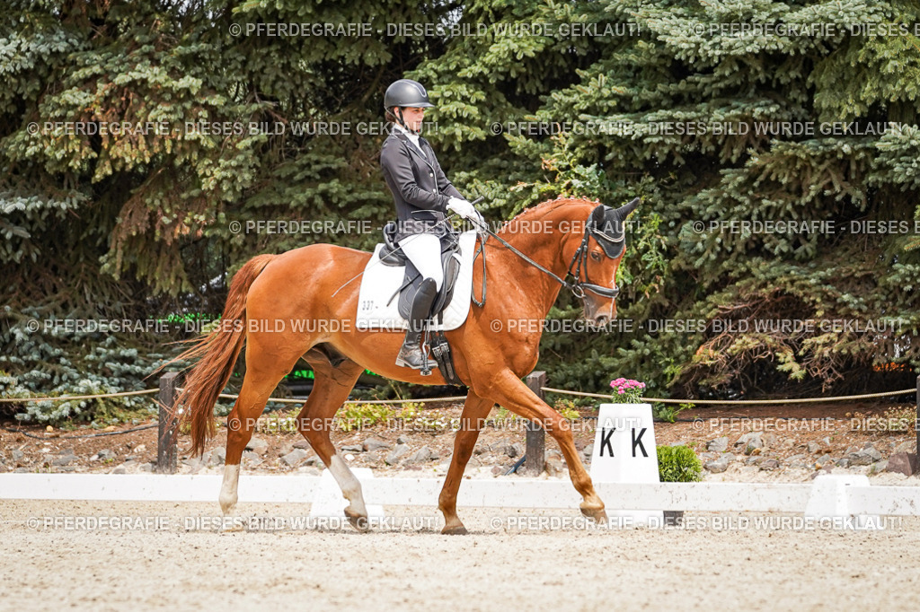 DSC03936 | Pferdegrafie