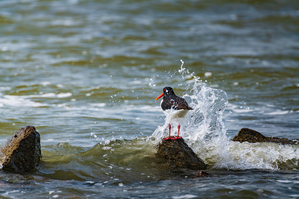 2025_05_24_BUESUM_MCP8352_1 | Hochwertig gedruckte Fotografien für die Wand, als Kalender und zum Verschenken. Hamburg & Norddeutschland und überall wo ich mit der Kamera unterwegs war.