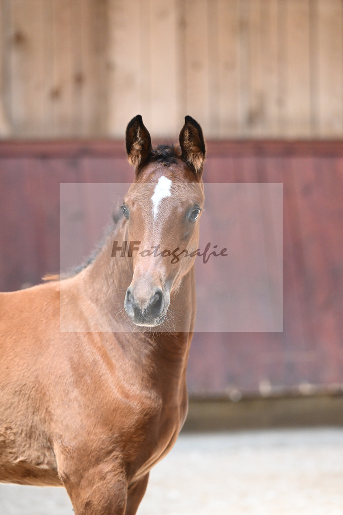 Kat-Nr. 32 SF Toledo VDL x Canstakko_Haarmann_32240298 | hf-fotografie - Realisiert mit Pictrs.com