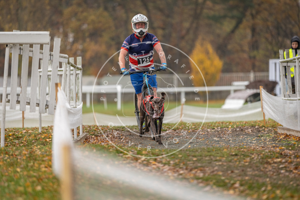 CaniXpix_DV3A8649 | Hundefotografie, Tierfotograf, Pfotenfotografie, Fotoshooting Hund, Hunde Portrait, Hundesport, Hundeportraits, Heideshooting, Hunde, Sportfotograf, Hundefotograf, Turnierhundsport, THS,  - Realisiert mit Pictrs.com