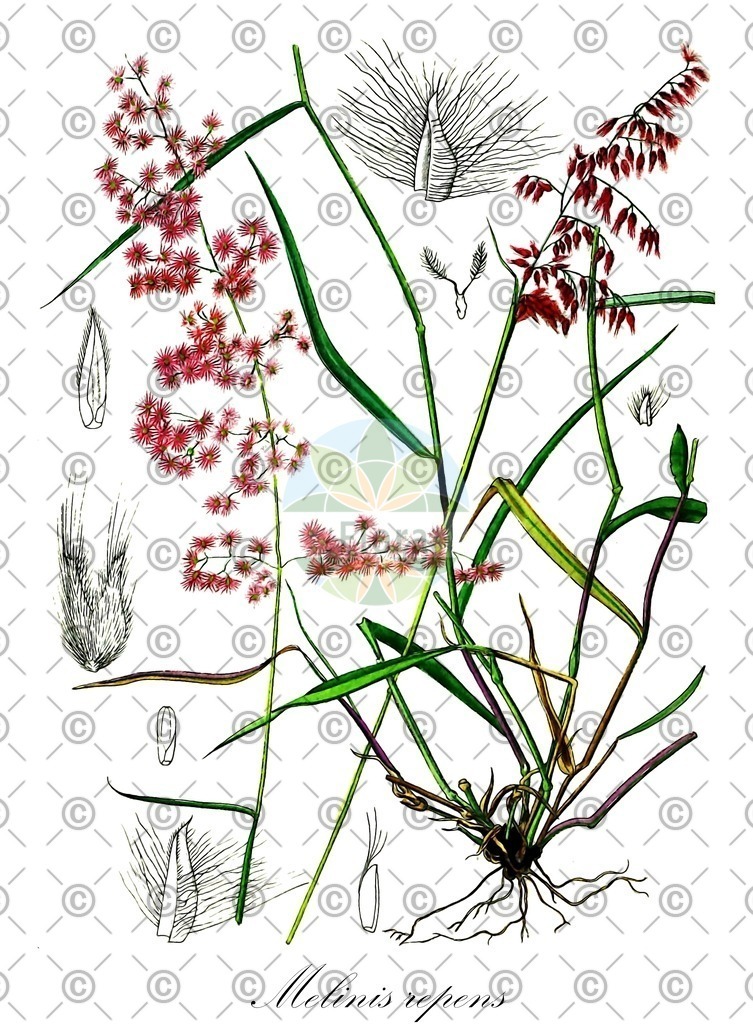 Histabb_EMP_3911_SRC_Koehler_1887_SIMPLE | Historische Abbildung von Melinis repens - Poaceae | Historical Illustration of Melinis repens - Poaceae (natal grass)