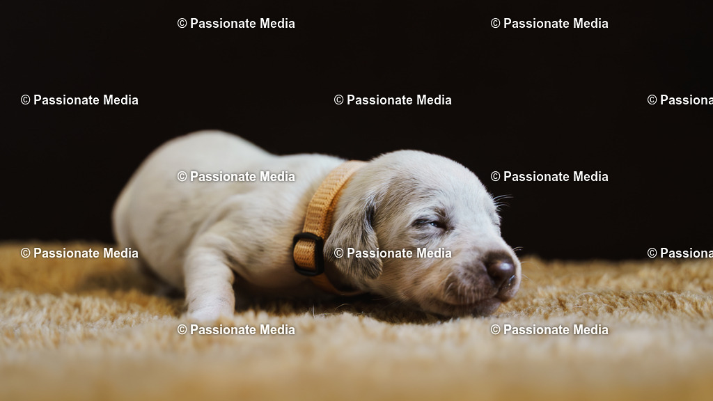 DSC03856 | Passionate Media, dein Fotograf aus Brandenburg, Märkisch Oderland, im Bereich Motorsport, Autos und Motorräder sowie Events und auch Hunde. Shootings oder auch Eventbegleitungen können bei mir gebucht we