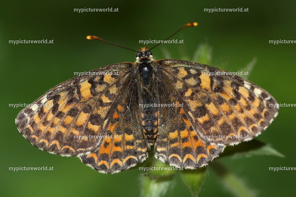 Melitaea didyma-035 | Melitaea didyma var. meridionalis - Realisiert mit Pictrs.com
