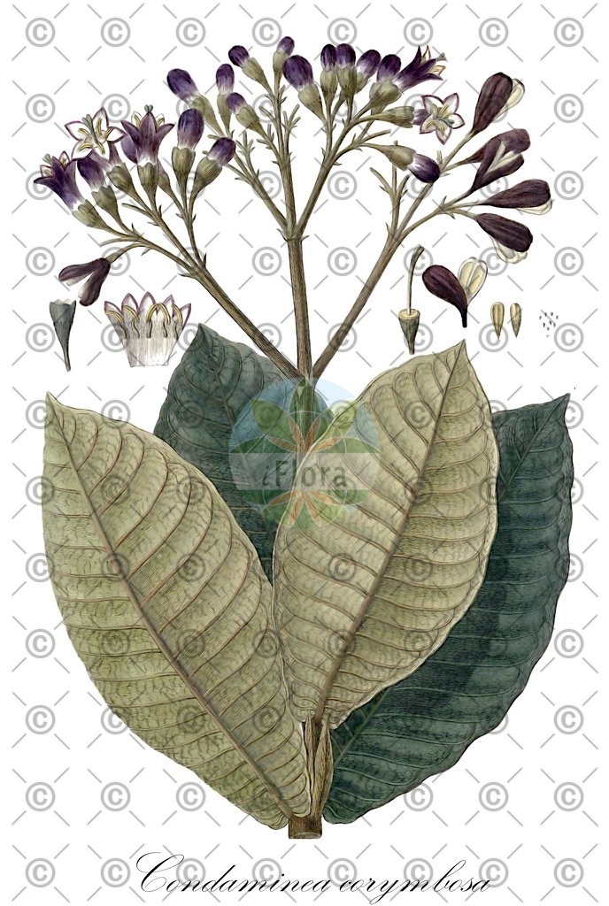 HistAbb_wfo-0001333563_1_ENZY_Simple | Historische Abbildung von Condaminea corymbosa - Rubiaceae | Historical Illustration of Condaminea corymbosa - Rubiaceae