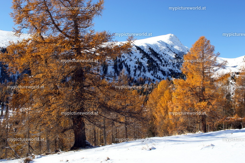 Falkert-010 | Das Bilderarchiv über Tiere, Planzen und Landschaften. In der Bilddatenbank finden Sie ein große Auswahl an hochwertigen Bilder für Ihre Werbung - Realisiert mit Pictrs.com