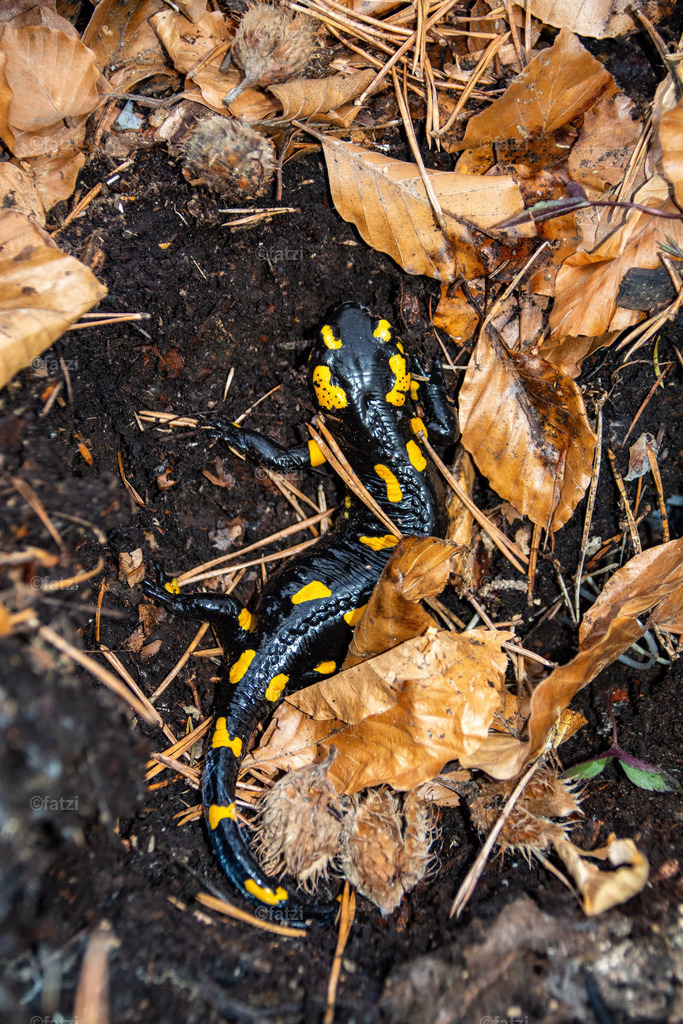 Feuersalamander__fatzi-174739 | Fatzi Bilder-Archiv! 
Die Bilder sind für private Nutzung lizenzfrei. Die kommerzielle Nutzung ist möglich und erwünscht, jedoch bitte ich um vorherige Kontaktaufnahme per E-Mail (info@fatzi.at) oder unter +43 650 7828269 - Realisiert mit Pictrs.com
