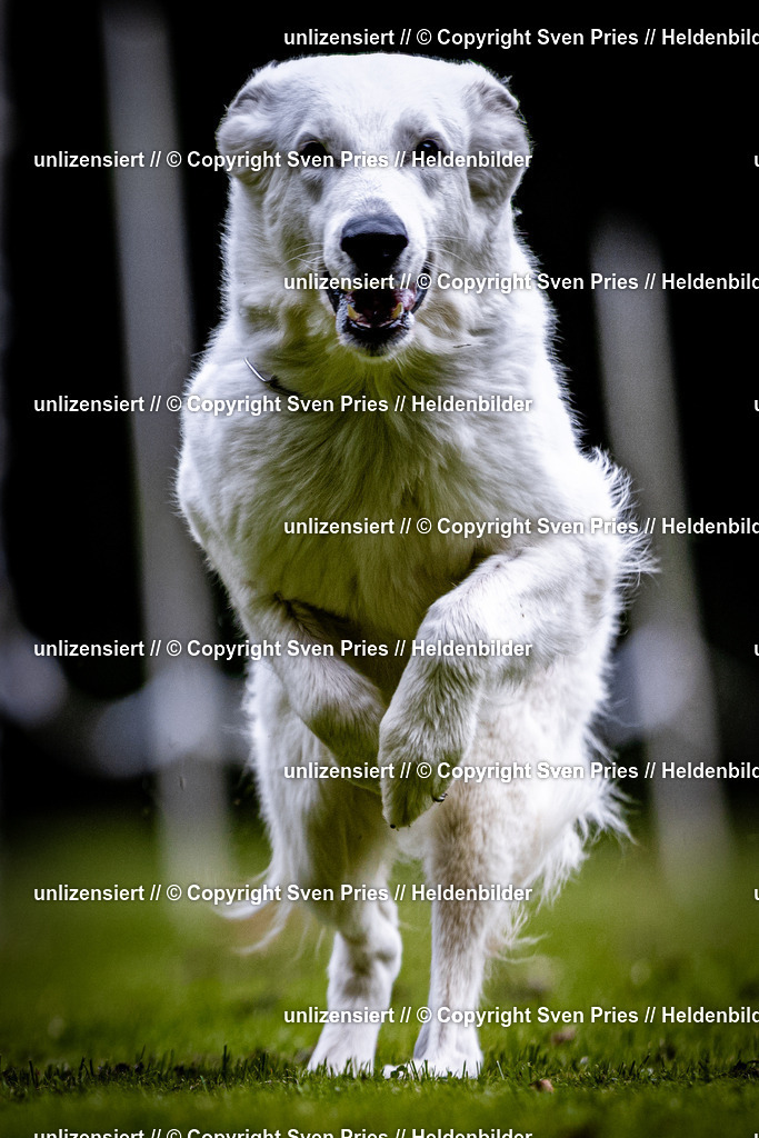 Sven Pries | 2025-10-03 - Hunderennen Obergrombach - Realisiert mit Pictrs.com