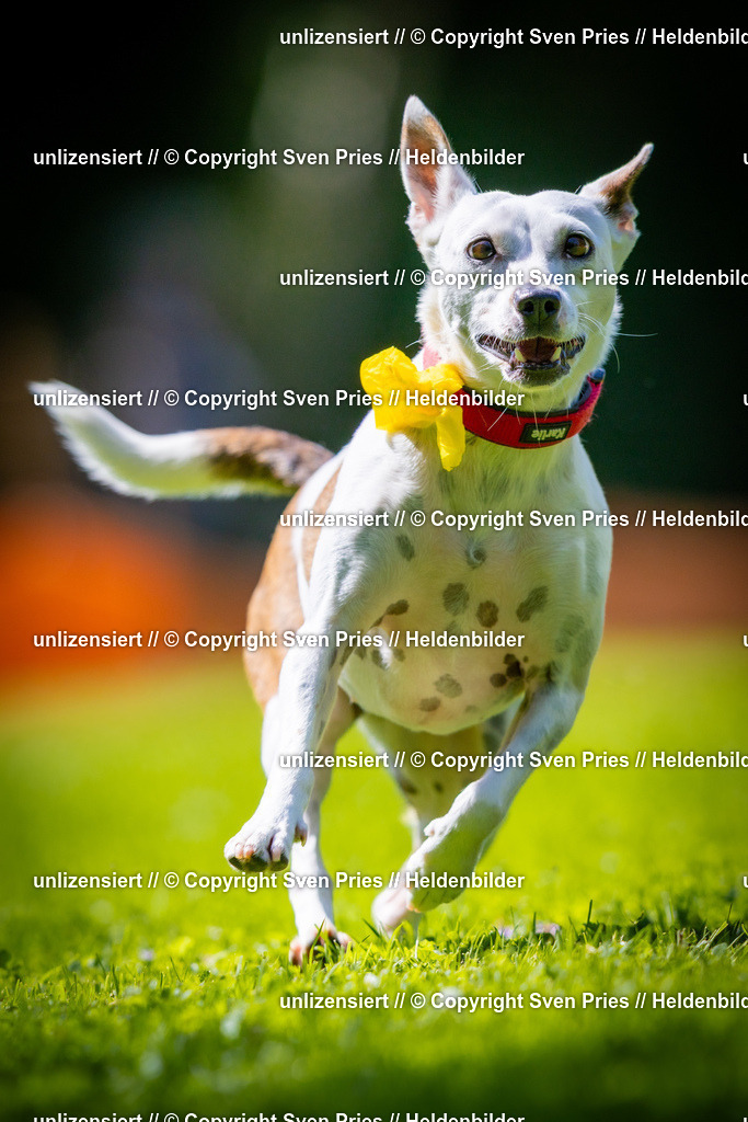 Sven Pries | 2025-08-10 - Hunderennen Durlach - Realisiert mit Pictrs.com