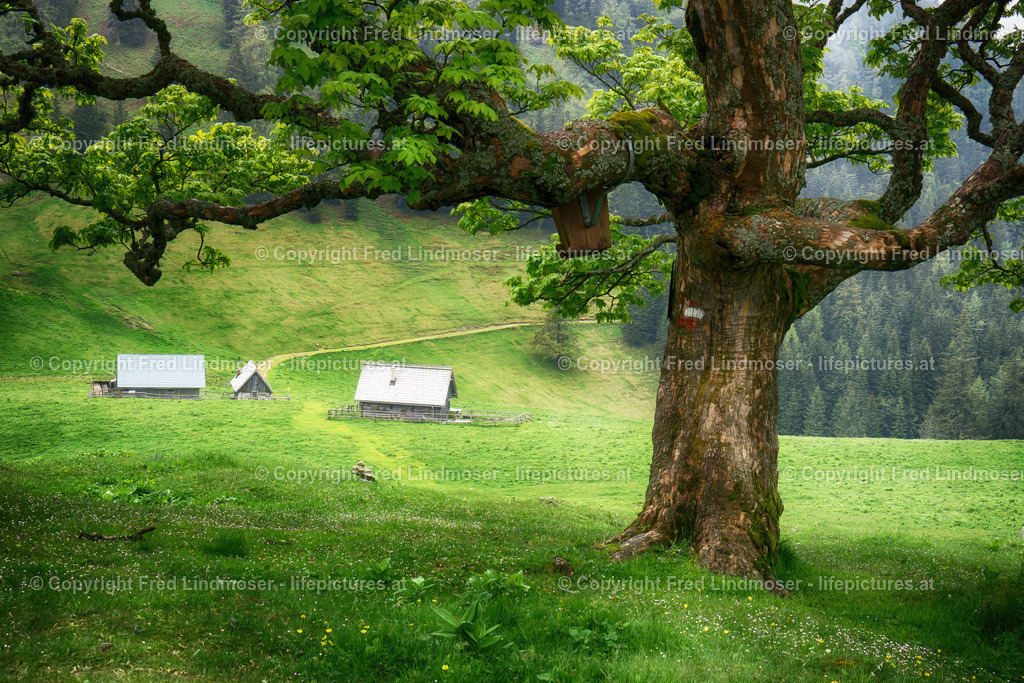 Sohlenalm_Niederalpl_DSC06304_zwei | Fotos und Fotoprodukte - Realisiert mit Pictrs.com