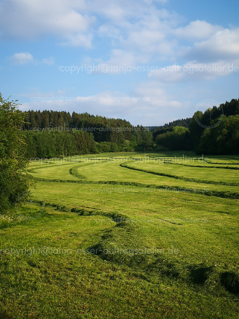 Foto zeigt frisch geerntete Heuhaufen in Linien, aufgenommen im Sauerland | Sauerländer Landschaft zeigt eine Wiese, die gemäht wurde. Das Gras wurde zusammen gelegt um mit der Heuernte beginnen zu können. Aufgenommen in Brilon.