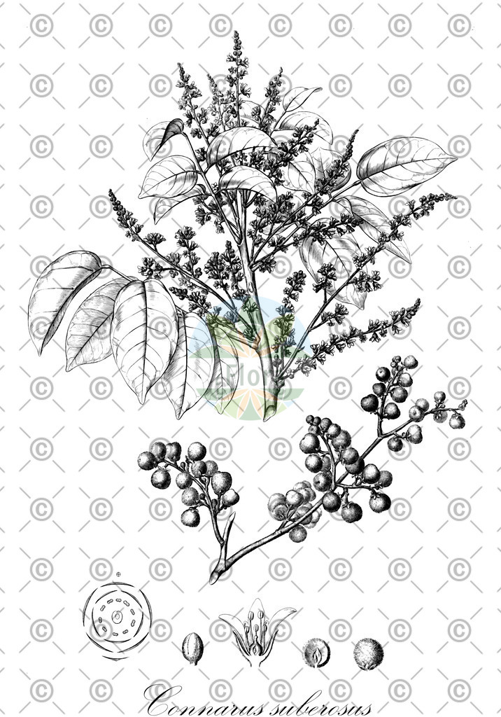 HistAbb_wfo-0000361666_1_ENZY_Simple | Historische Abbildung von Connarus suberosus - Connaraceae | Historical Illustration of Connarus suberosus - Connaraceae
