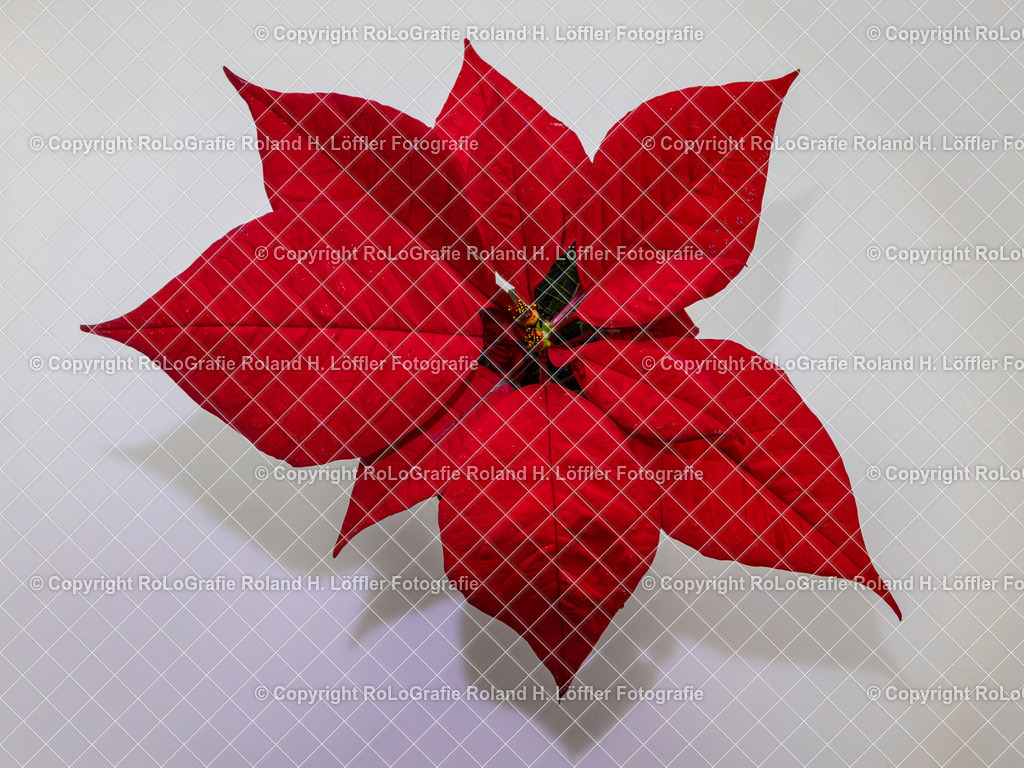 20241221_Weihnachtsstern-4 | Weihnachtsstern - Realisiert mit Pictrs.com