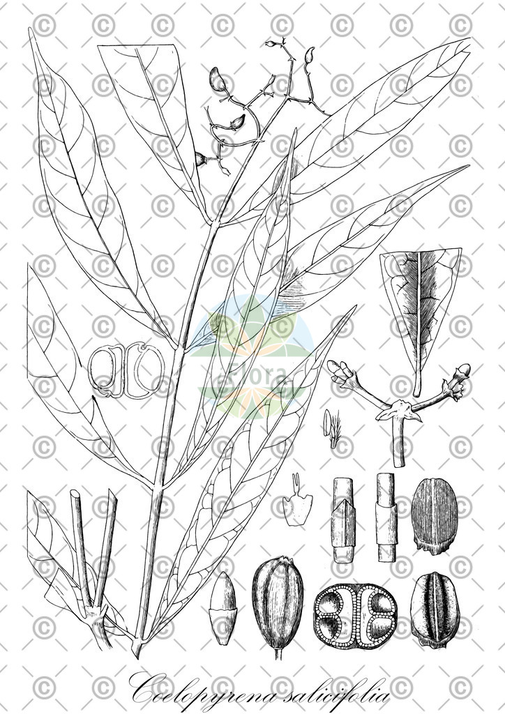 HistAbb_wfo-0000909934_1_ENZY_Simple | Historische Abbildung von Coelopyrena salicifolia - Rubiaceae | Historical Illustration of Coelopyrena salicifolia - Rubiaceae