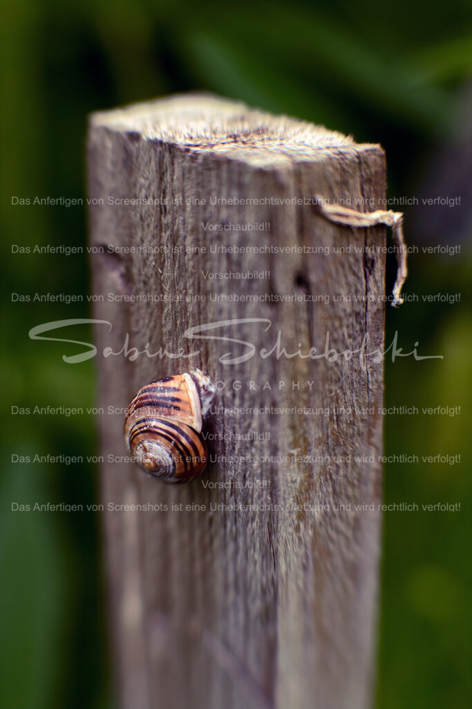 Wandbild Schnecke "In der Ruhe liegt die Kraft" | People- und Tierfotografie, Imageaufnahmen, Veranstaltungsfotografie und Wandbilder aus der Natur ★ Made in Germany ✔️ Druck + Downloads ✔️ Naturfotografie in Top Qualität ★ schneller Versand, weltweite Lieferung! - Realisiert mit Pictrs.com