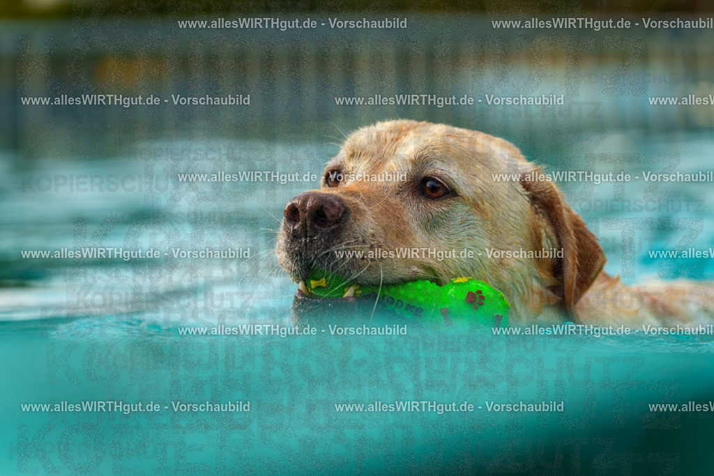 Hundeschwimmen_Grefrath_2026-allesWIRTHgut_Tierfotografie-09_25-7R502285 | Professionelle Tierfotografie in Mönchengladbach von Daniel Wirth (allesWIRTHgut). Liebevolle & natürliche Bilder von Hunden & Katzen für unvergessliche Erinnerungen.