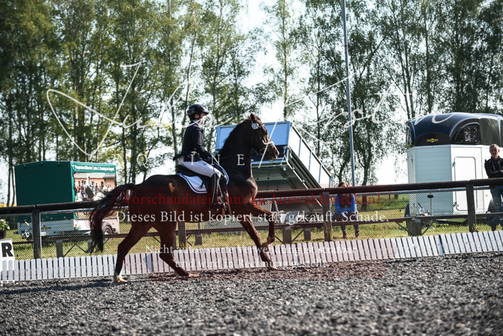 DSC_8302 | Pferde- und Turnierfotografie in Westsachsen. Pferdeportraits, Auftragszeichnungen und intuitive Kunst.