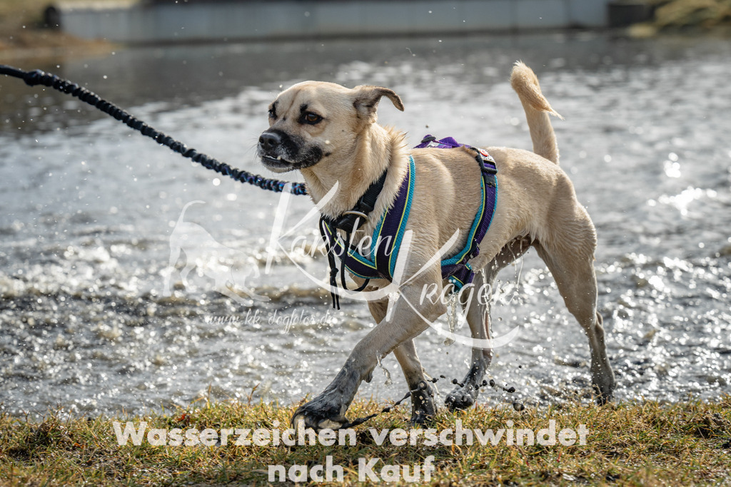 0948_ZZ93961 | kk-dogfotos