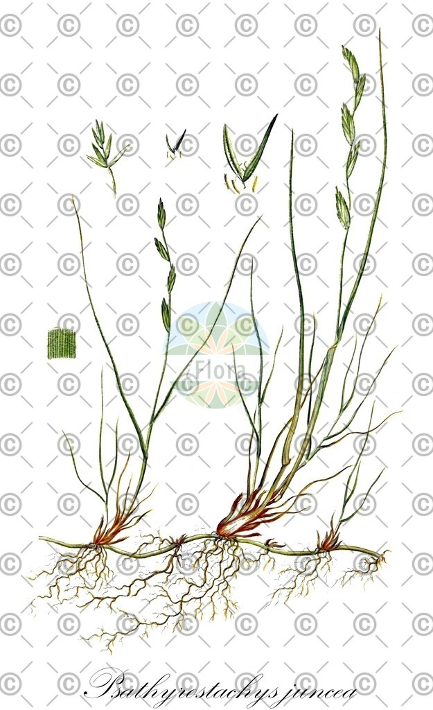 HistAbb_wfo-0000102269_1_ENZY_Simple | Historische Abbildung von Psathyrostachys juncea - Poaceae | Historical Illustration of Psathyrostachys juncea - Poaceae