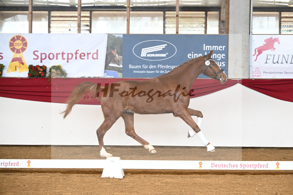 Kat-Nr. 49 Don Quijote v. Don Royal_Beuter_16250233 | hf-fotografie - Realizzato con Pictrs.com