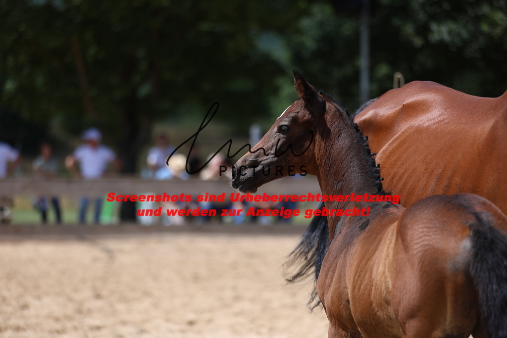 Fohlenschau_Schwäbisch_Hall_springbetonte_Fohlen_KN 26_6 | lmwpictures - Realisiert mit Pictrs.com