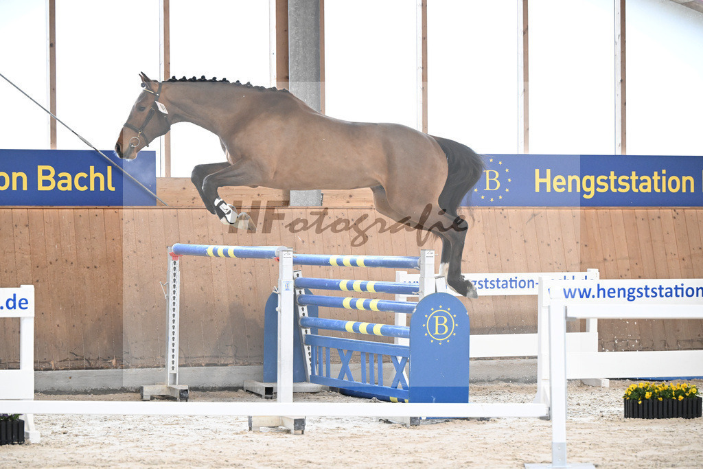 Kat-Nr. 7 Securus Eickenrode v. Eldorado v d Zeshoek_5251243 | hf-fotografie - Realisiert mit Pictrs.com
