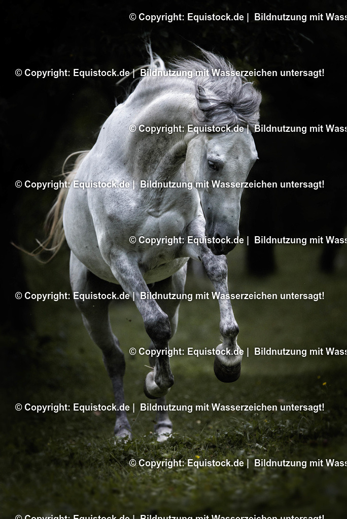 TS_20170808_Bockender_Schimmel_0001 | Foto: Thomas Hartig