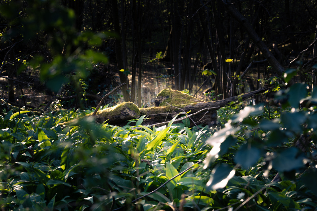 DSCF4745-Bearbeitet-2-3 | Tier- & Landschaftsfotografie und Porträtshootings. Entdecke einzigartige Fotokunst als Wandbild, Tasse oder Mauspad – mit Leidenschaft fotografiert - Realisiert mit Pictrs.com