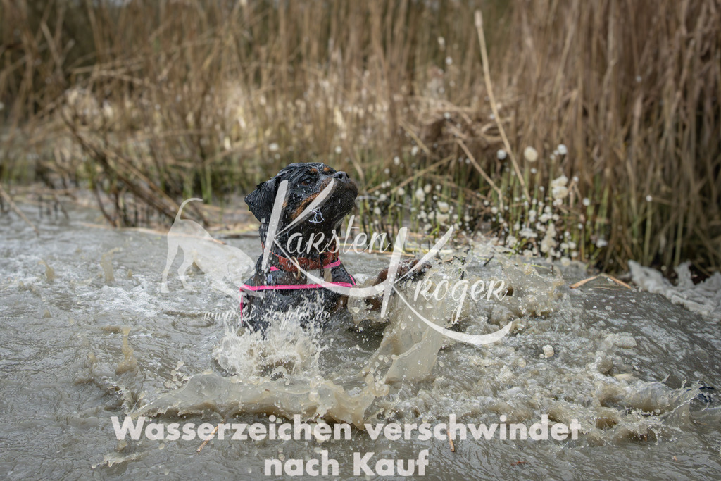 1349_ZZ93218 | kk-dogfotos