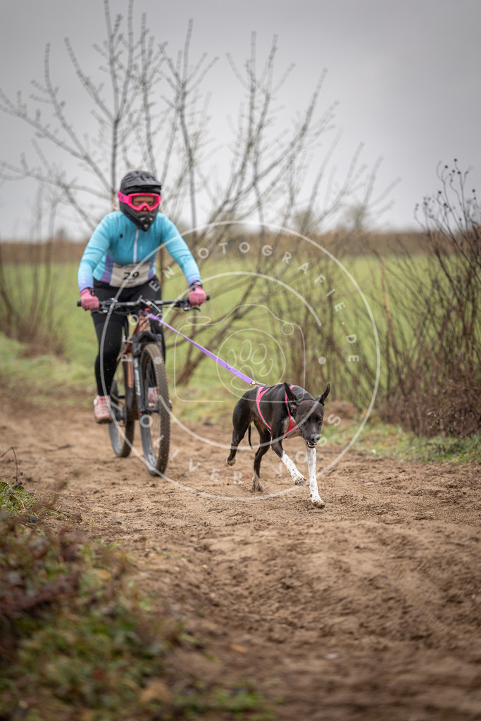DV3A9084 | Hundefotografie, Tierfotograf, Pfotenfotografie, Fotoshooting Hund, Hunde Portrait, Hundesport, Hundeportraits, Heideshooting, Hunde, Sportfotograf, Hundefotograf, Turnierhundsport, THS,  - Realisiert mit Pictrs.com