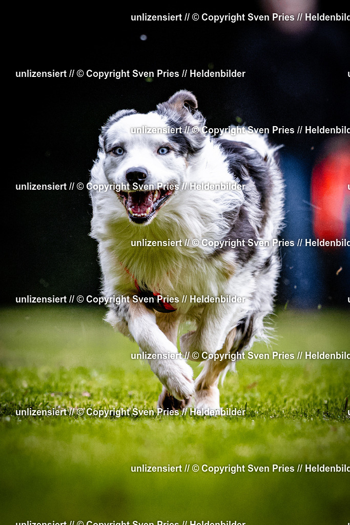 Sven Pries | 2025-10-03 - Hunderennen Obergrombach - Realisiert mit Pictrs.com