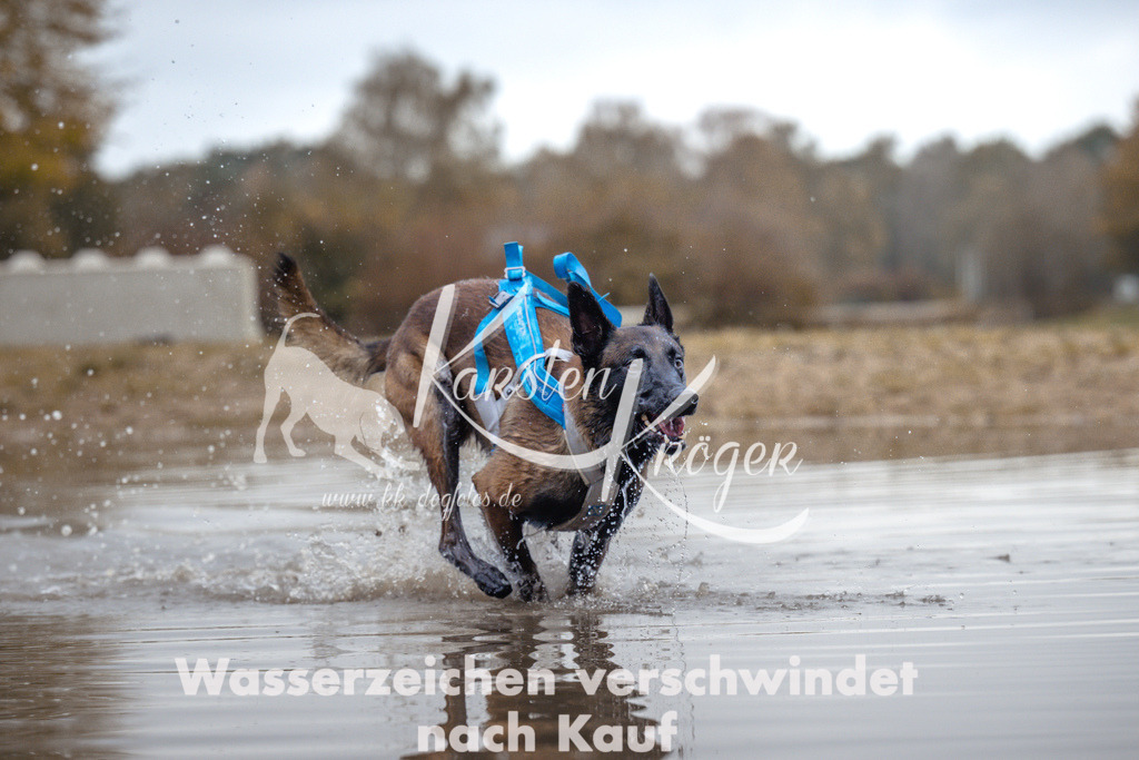 1358_ZZ95058 | kk-dogfotos