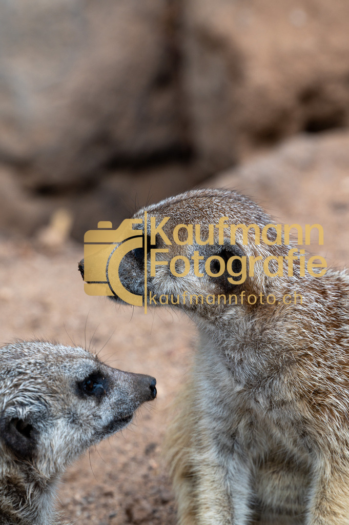 Jungle_Park_def-4151 | kaufmannfoto - Realisiert mit Pictrs.com