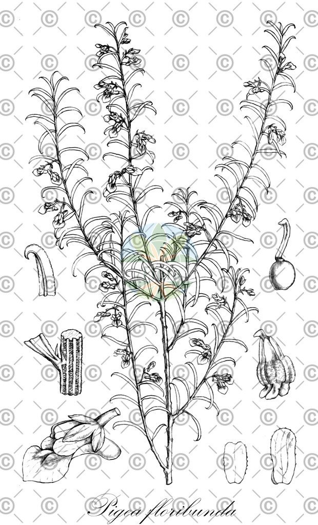 HistAbb_wfo-0000473559_1_ENZY_Simple | Historische Abbildung von Pigea floribunda - Violaceae | Historical Illustration of Pigea floribunda - Violaceae