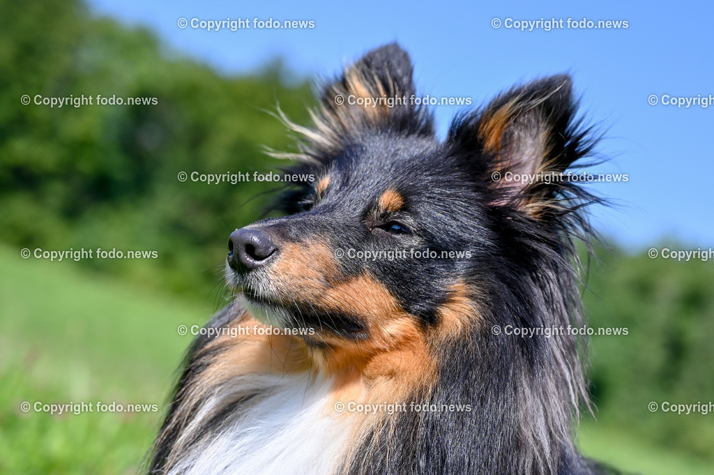 Hunde_ Arrigo und Luigi_ 12.10.2021-7 | 12.10.2021, Linz, AUT, Hund, Hunde, im Bild Hund, Hunde, spazieren, Freilaufzone, Arrigo und Luigi