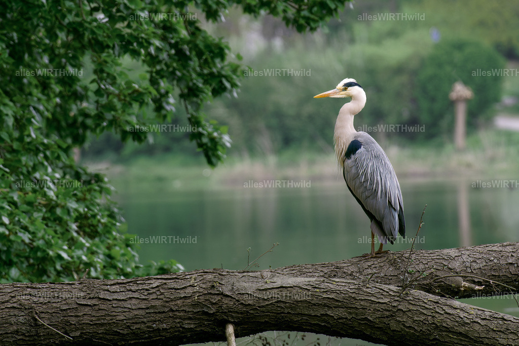 grey heron at work | grey heron at work.....#alleswirthgut #reedit #repost#heron #greyheron #reiher #graureiher#bird #birdwatching #ornithology #birdphotography #vogelfotografie #lake #see #moodydark.#einstellungen #settings1/500 Sek., f / 9.0, ISO 500, 350mm.Werbung / Advertisement#sonyalpha6000 #sel70350gwww.alleswirthgut.de