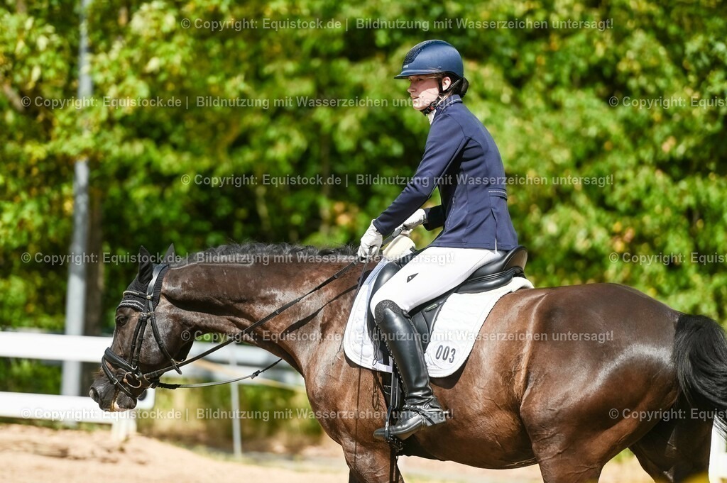 20230715_02_Dressurreiterprüfung Kl.L_0308 | equistock